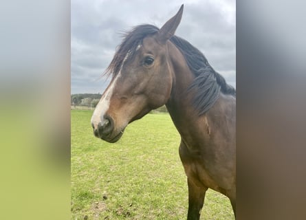 Zangersheider, Stallion, 4 years, 17 hh, Bay-Dark
