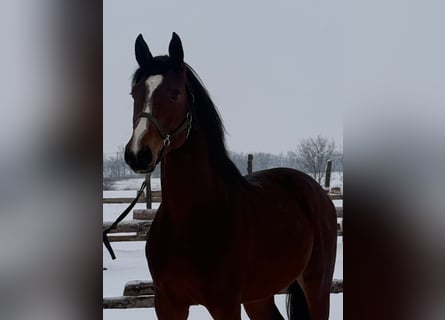 Zangersheider, Stallion, 4 years, 17 hh, Bay-Dark