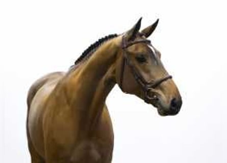 Zangersheider, Stallion, 4 years, 17 hh, Brown