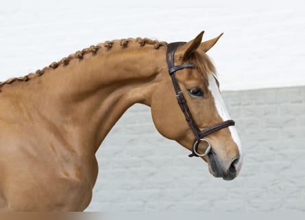 Zangersheider, Stallion, 4 years, Chestnut