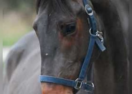 Zangersheider, Stallion, 5 years, 15,2 hh, Bay