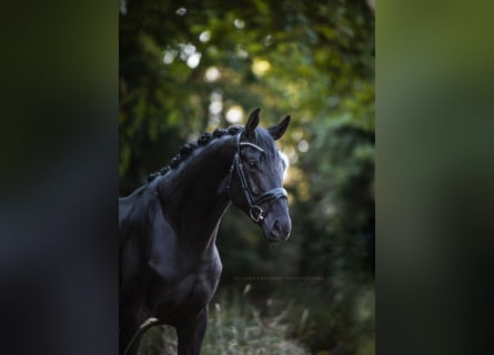 Zangersheider, Stallion, 5 years, 15.3 hh, Black