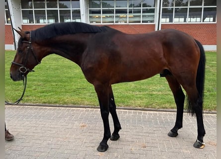 Zangersheider, Stallion, 5 years, 16.1 hh, Bay-Dark