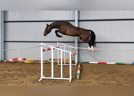 Zangersheider, Stallion, 5 years, 16 hh, Brown