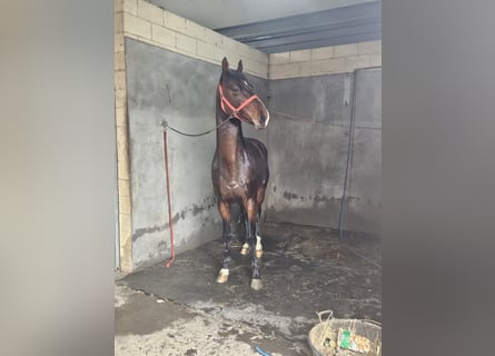 Zangersheider, Stallion, 5 years, 16 hh, Brown