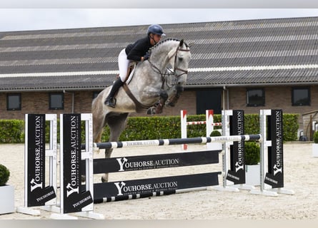 Zangersheider, Stallion, 5 years, 17,1 hh, Gray