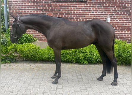 Zangersheider, Stallion, 6 years, 16.1 hh, Black