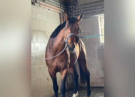 Zangersheider, Stallion, 6 years, 16,1 hh, Brown