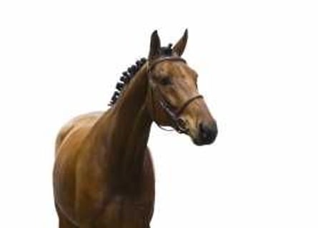 Zangersheider, Stallion, 6 years, 16 hh, Brown