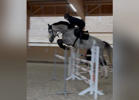 Zangersheider, Stallion, 6 years, 16,2 hh, Grey-Dapple