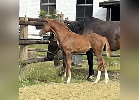 Zangersheider, Stallion, Foal (04/2025), 12,1 hh, Chestnut-Red