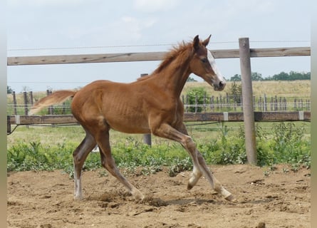 Zangersheider, Stallion, Foal (03/2023), 16.1 hh, Chestnut-Red