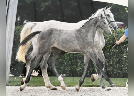 Zangersheider, Stallion, Foal (03/2023), 16.1 hh, Gray