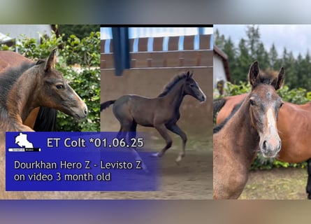 Zangersheider, Stallion, Foal (06/2025), 16,1 hh, Grey