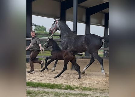 Zangersheider, Stallion, , 17 hh, Bay-Dark