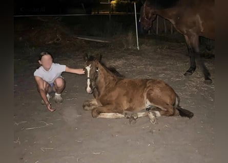 Zangersheider, Stallion, Foal (05/2026), Bay-Dark