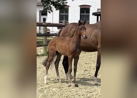 Zangersheider, Stallion, Foal (05/2025), Bay-Dark