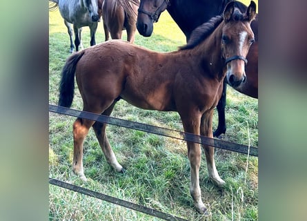 Zangersheider, Stallion, Foal (05/2025), Bay-Dark