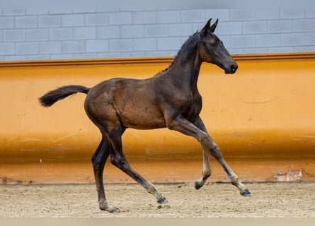 Zangersheider, Stallion, Foal (05/2023), Bay-Dark