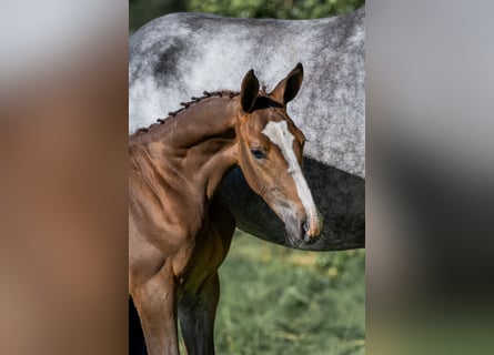 Zangersheider, Stallion, , Bay