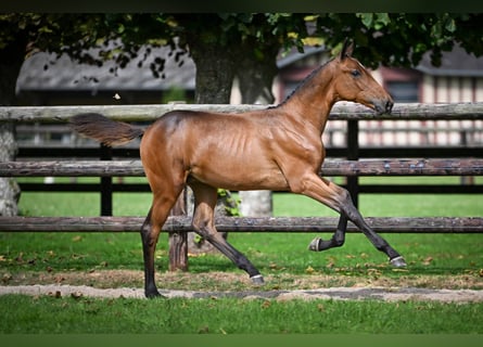 Zangersheider, Stallion, Foal (03/2025), Bay