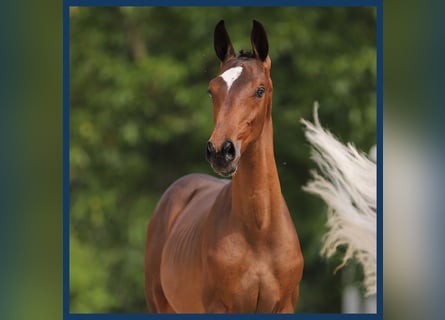 Zangersheider, Stallion, Foal (01/2024), Brown