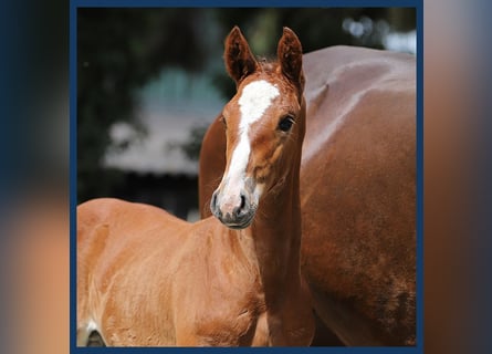 Zangersheider, Stallion, Foal (01/2024), Brown