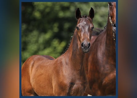 Zangersheider, Stallion, Foal (04/2024), Brown