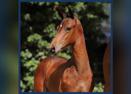 Zangersheider, Stallion, Foal (06/2024), Brown