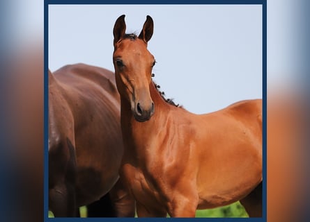 Zangersheider, Stallion, Foal (06/2024), Brown