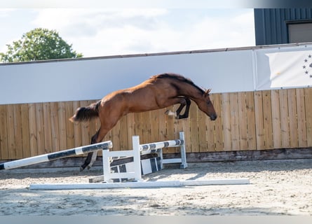 Zangersheider, Stallion, Foal (03/2025), Brown