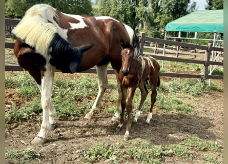 Zangersheider, Stallion, Foal (07/2024), Brown