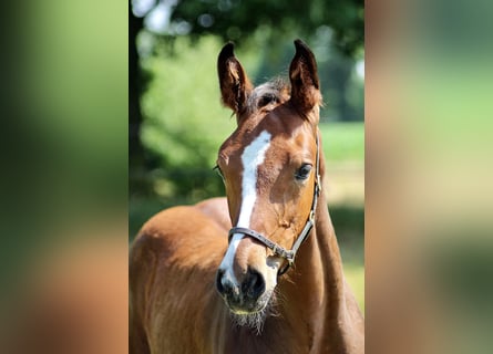 Zangersheider, Stallion, Foal (03/2023), Brown