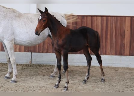 Zangersheider, Stallion, Foal (06/2026), Brown
