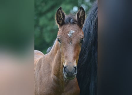 Zangersheider, Stallion, Foal (05/2024), Brown