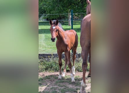 Zangersheider, Stallion, Foal (03/2026), Brown