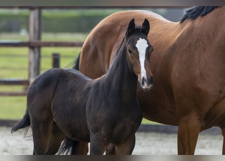 Zangersheider, Stallion, Foal (07/2025), Brown