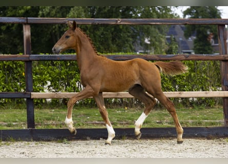 Zangersheider, Stallion, Foal (04/2025), Brown