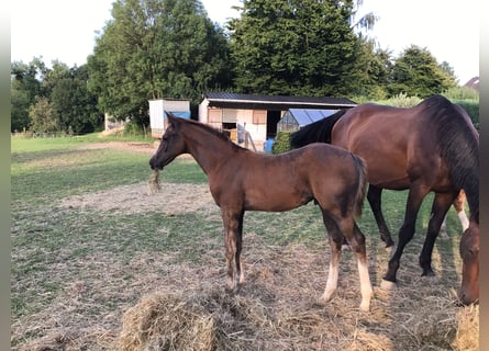 Zangersheider, Stallion, Foal (05/2025), Chestnut-Red