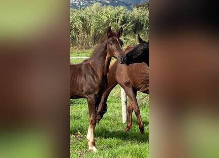 Zangersheider, Stallion, , Chestnut-Red