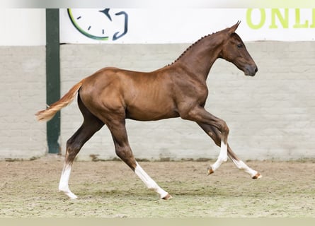 Zangersheider, Stallion, Foal (05/2026), Chestnut-Red