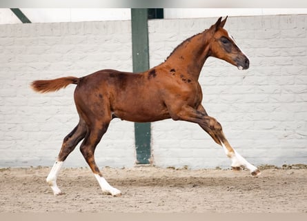 Zangersheider, Stallion, Foal (07/2026), Chestnut-Red