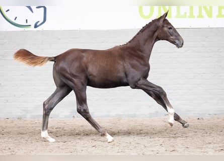 Zangersheider, Stallion, Foal (05/2026), Chestnut-Red