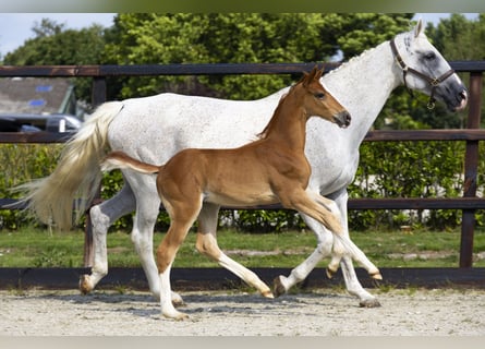 Zangersheider, Stallion, Foal (06/2025), Chestnut-Red