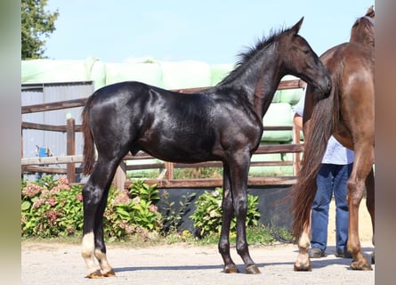 Zangersheider, Stallion, Foal (04/2025), Chestnut
