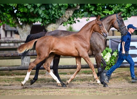 Zangersheider, Stallion, Foal (01/2026), Chestnut