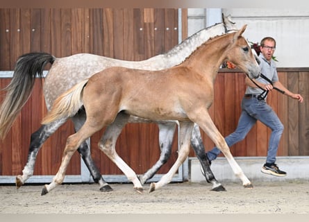 Zangersheider, Stallion, Foal (04/2025), Chestnut