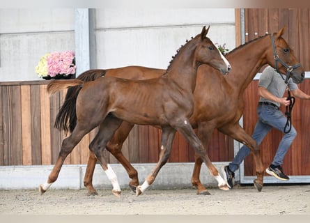 Zangersheider, Stallion, Foal (04/2025), Chestnut