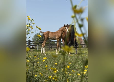 Zangersheider, Stallion, , Chestnut