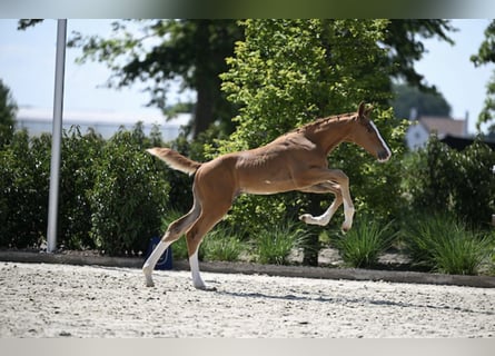 Zangersheider, Stallion, Foal (05/2025), Chestnut